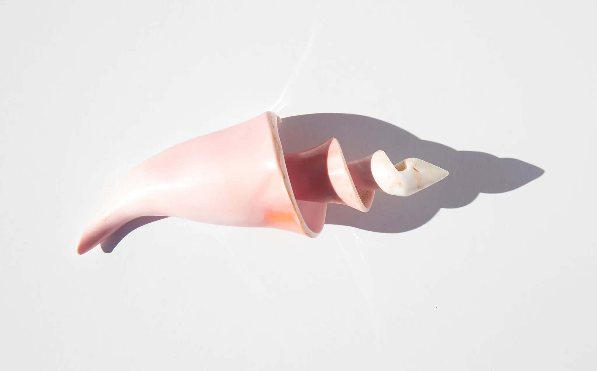 Carved Conch