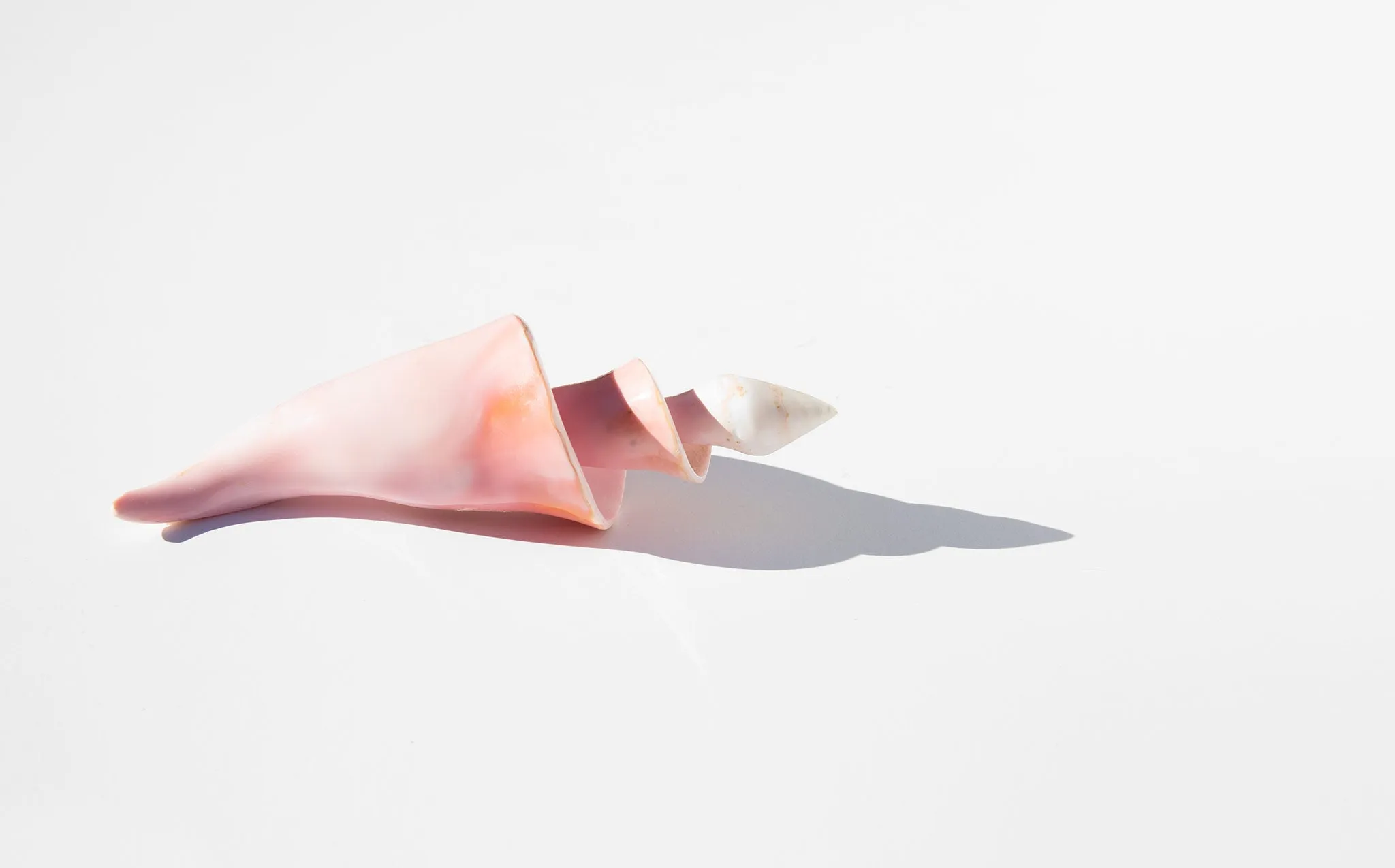 Carved Conch