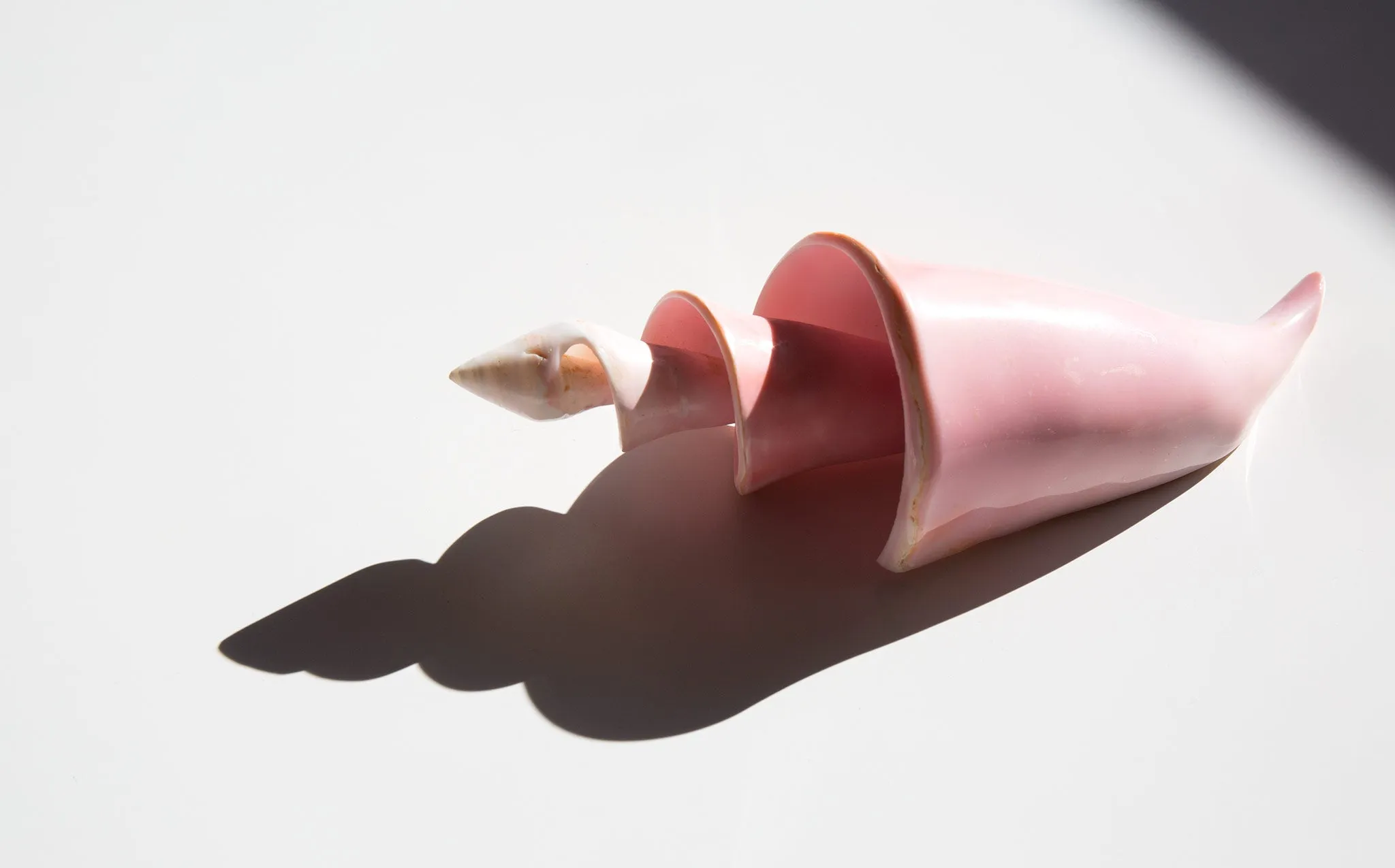 Carved Conch